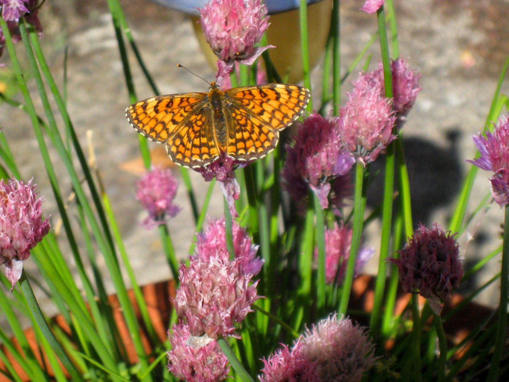 NACRE DE LA RONCE posé sur une fleur